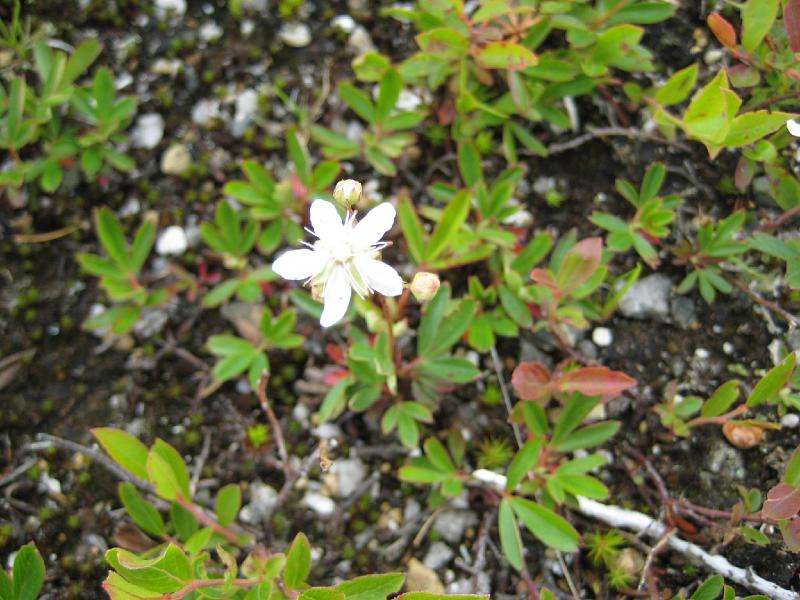 Sugarloafd (9).jpg - Lots of small white flowers were up on the ledge. I don't think it's an alpine flower though.